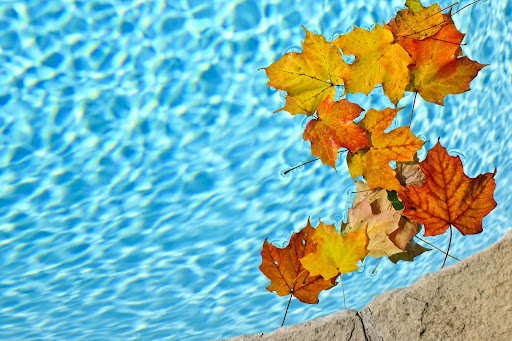 autumn leaves floating on pool water
